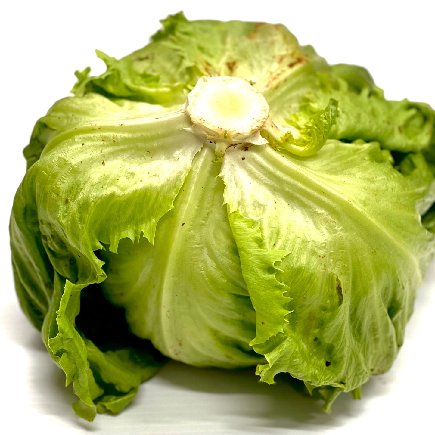 Lettuce Iceberg