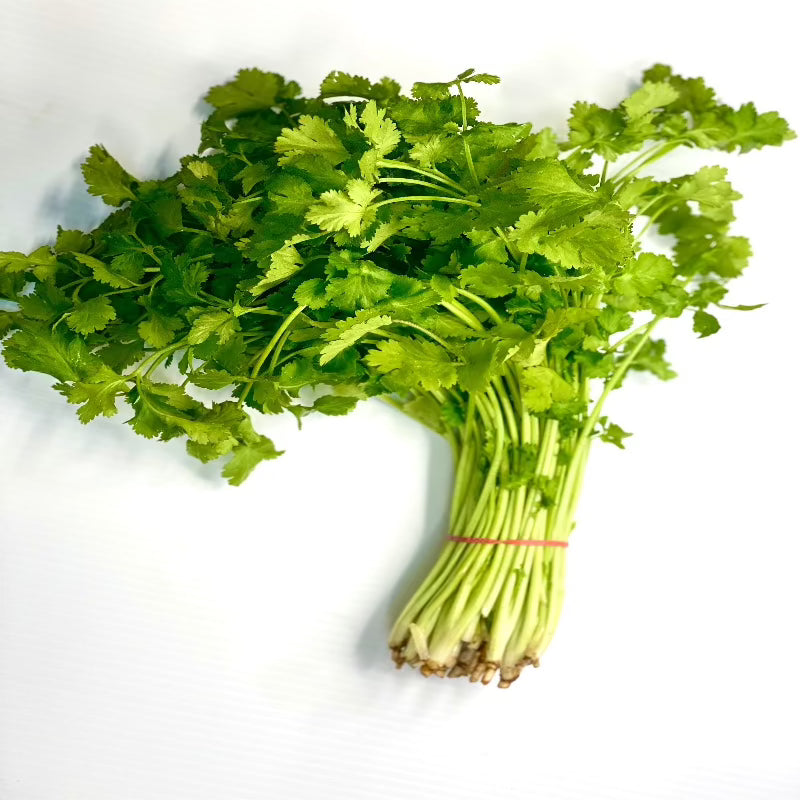 Coriander